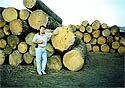 Panderosa and Sugar Pine logs.